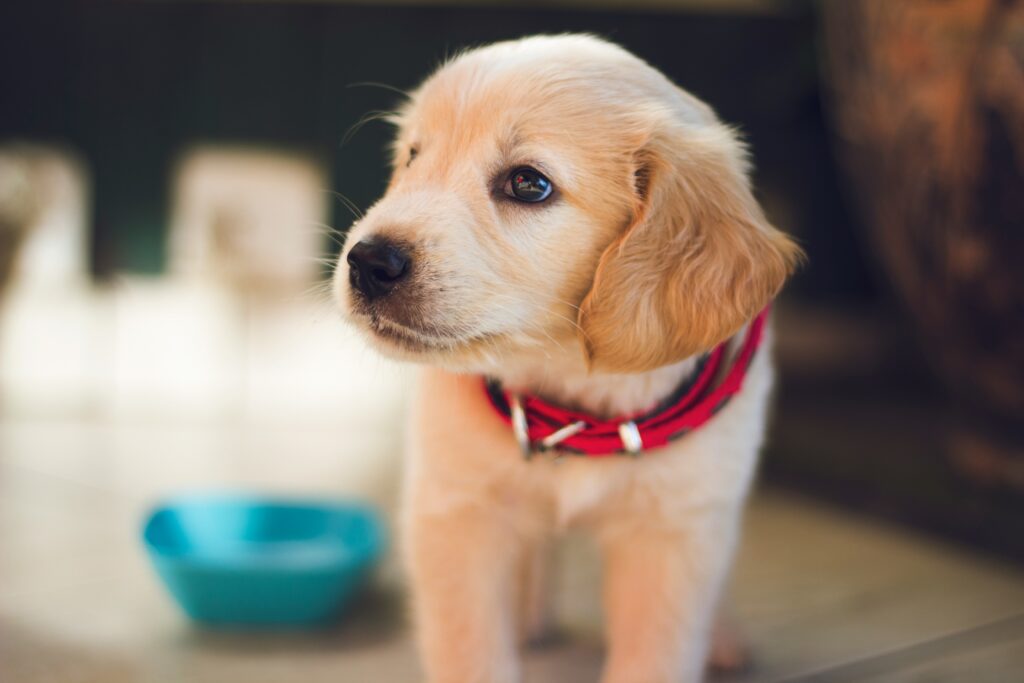 Golden Retriever Welpe mit rotem Halsband steht neben einem türkisen Futternapf