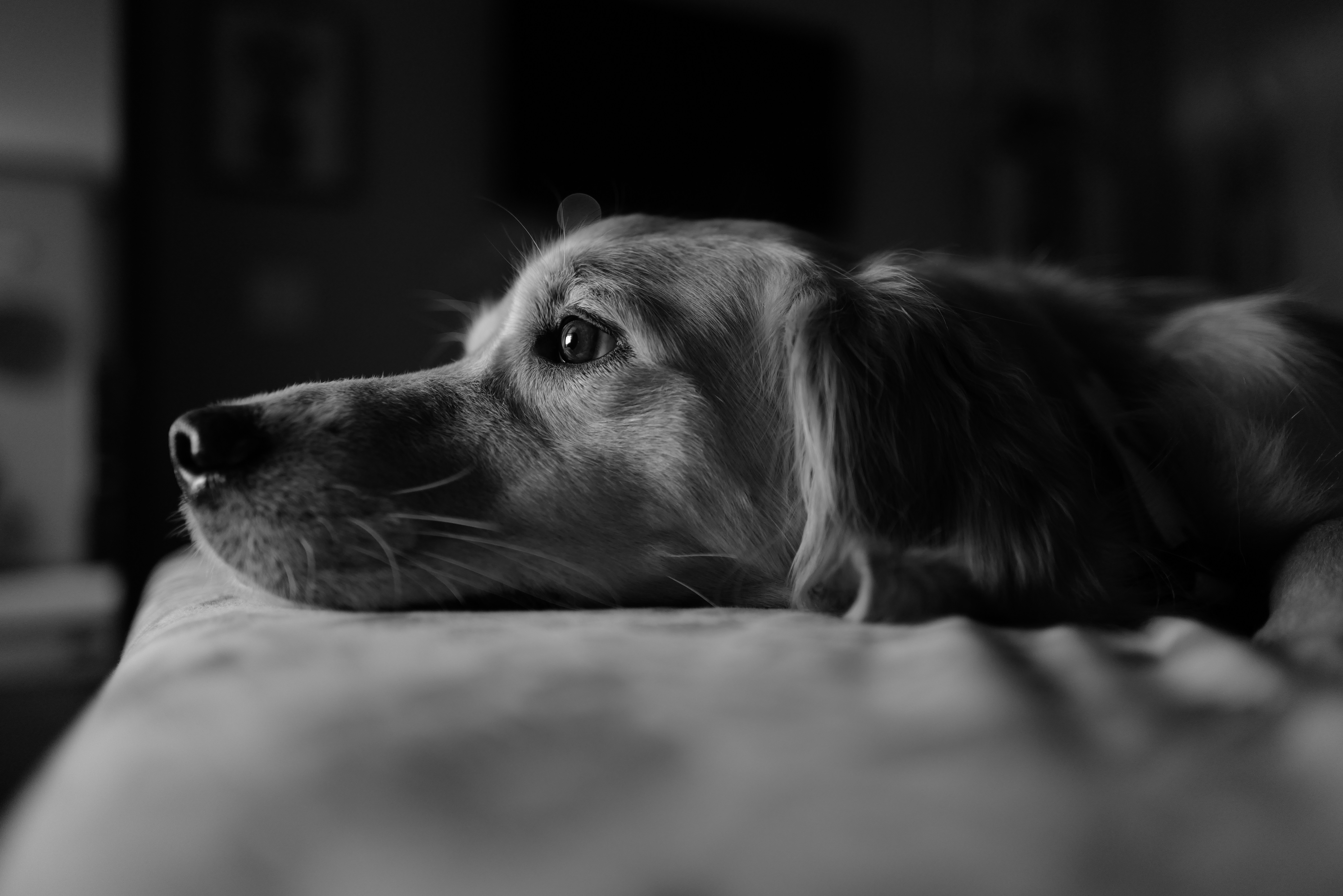 Hund liegt entspannt mit dem Kopf auf dem Sofa und blickt nachdenklich zur Seite