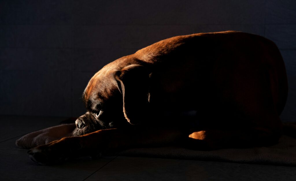 Großer hellbrauner Hund liegt entspannt und ruht auf dem Boden