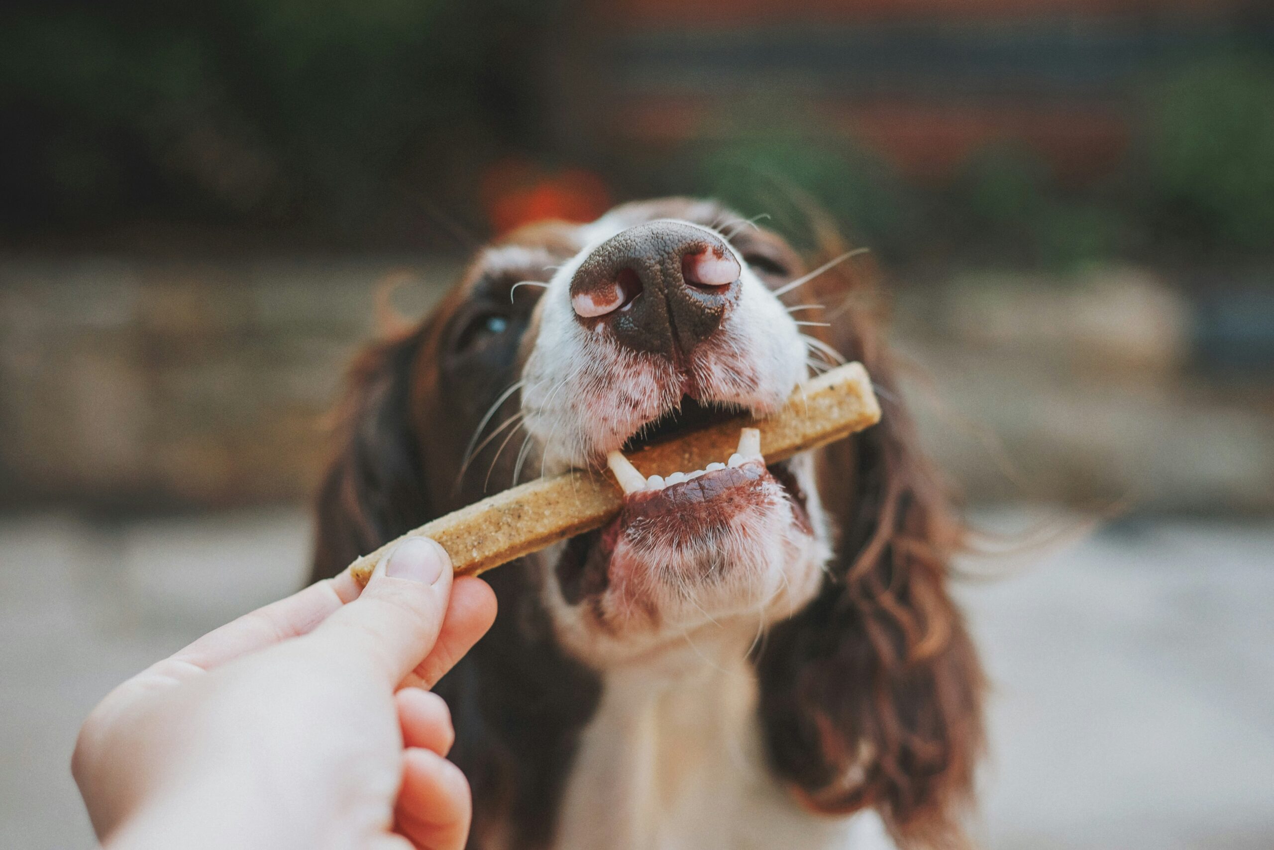 Hund nimmt vorsichtig einen Kausnack aus der Hand einer Person