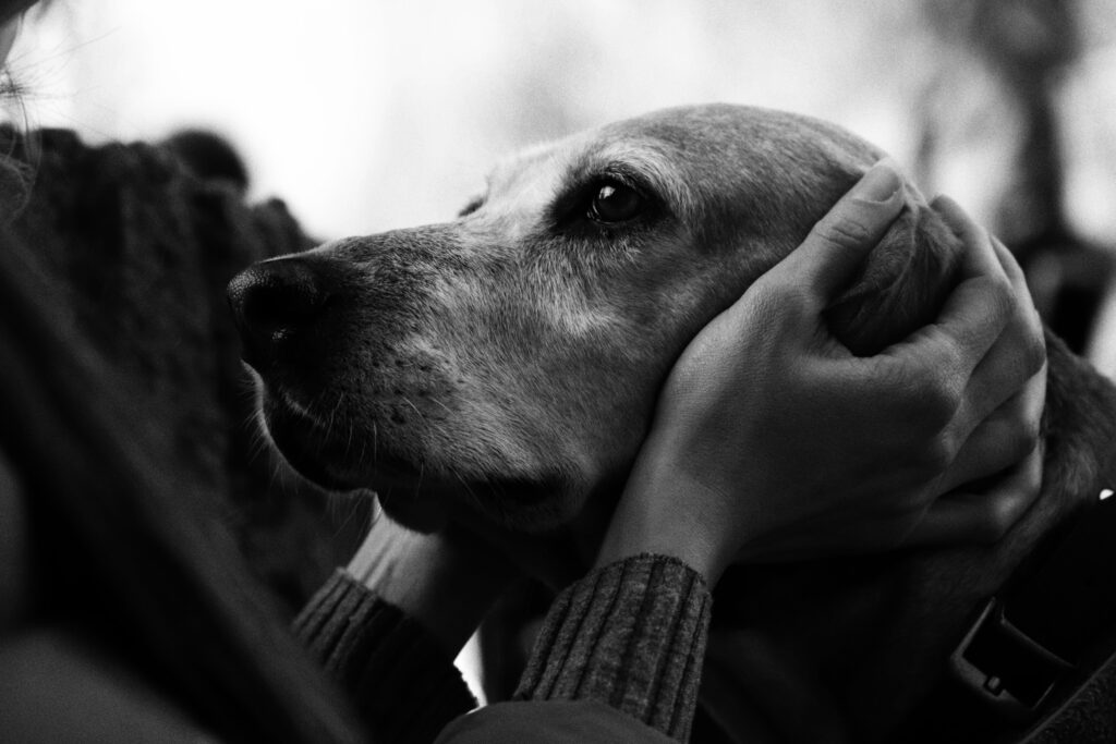 Person hält liebevoll den Kopf eines älteren Hundes in beiden Händen