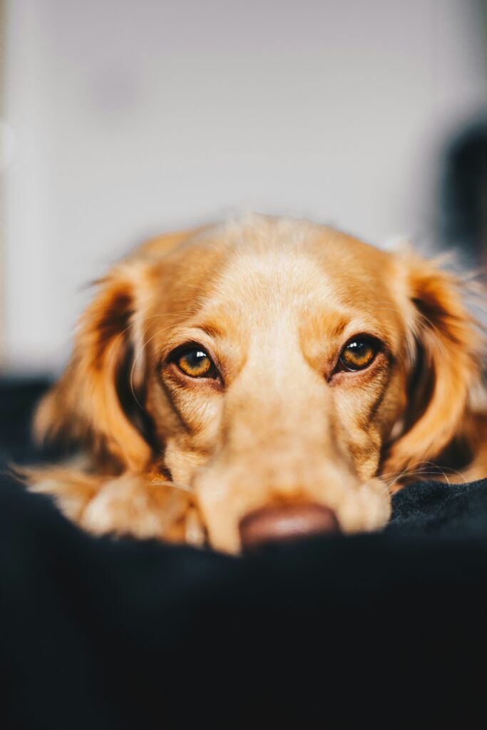 Hund liegt mit dem Kopf auf einer dunklen Decke und schaut in die Kamera