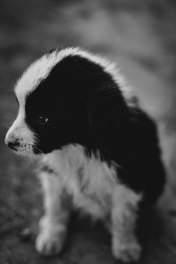 Schwarz-weißer Border-Collie-Welpe steht auf dem Boden, Schwarz-Weiß-Foto