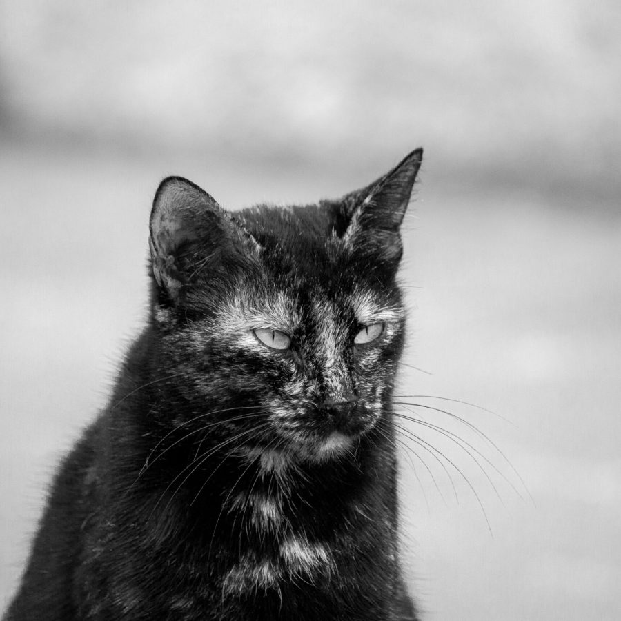 Nachdenkliches Schwarz-Weiß-Porträt einer dunklen Katze