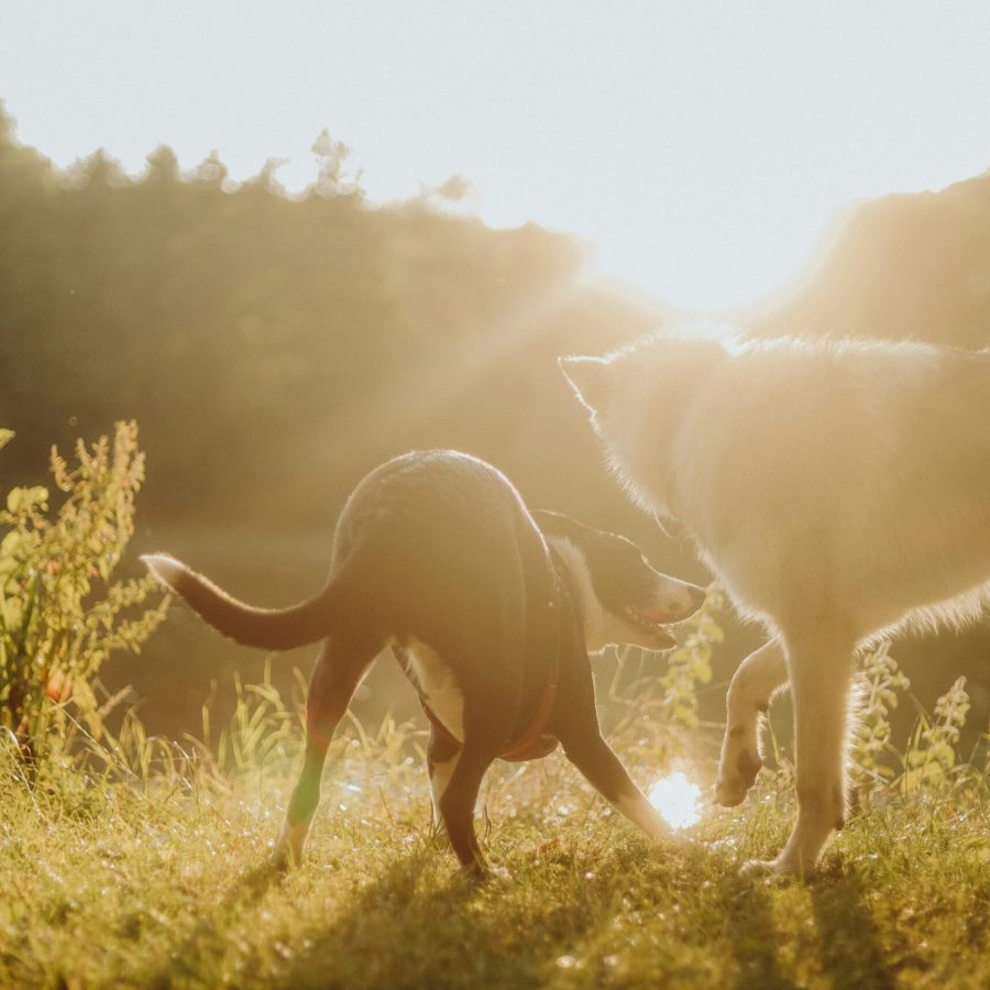 Zwei Hunde begegnen sich auf einer sonnendurchfluteten Wiese am Abend
