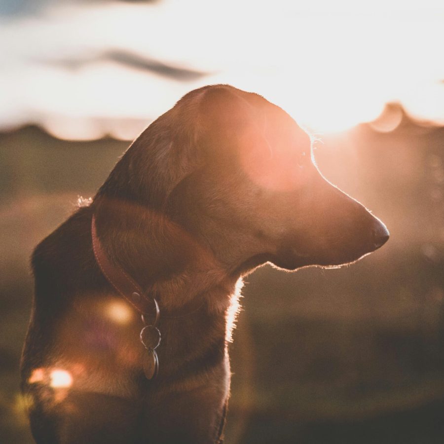 Brauner Hund im Profil, umrahmt vom goldenen Licht der Abendsonne