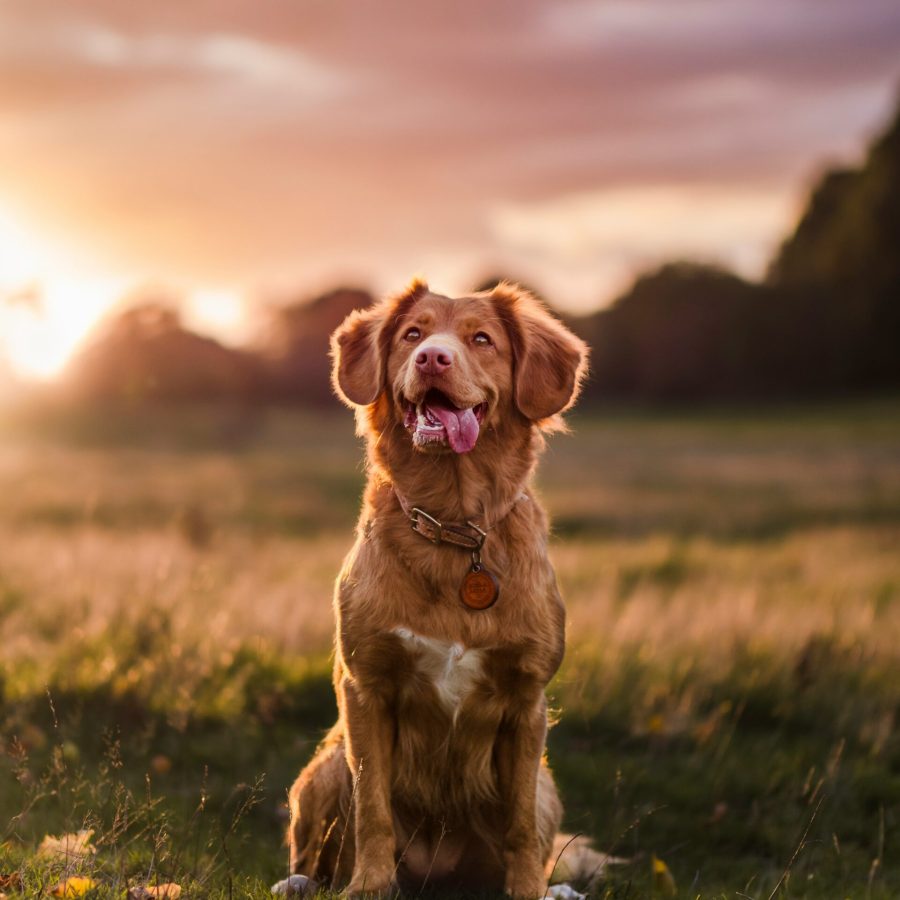 Fröhlicher brauner Hund sitzt bei Sonnenuntergang auf einer Wiese